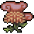 菊花園